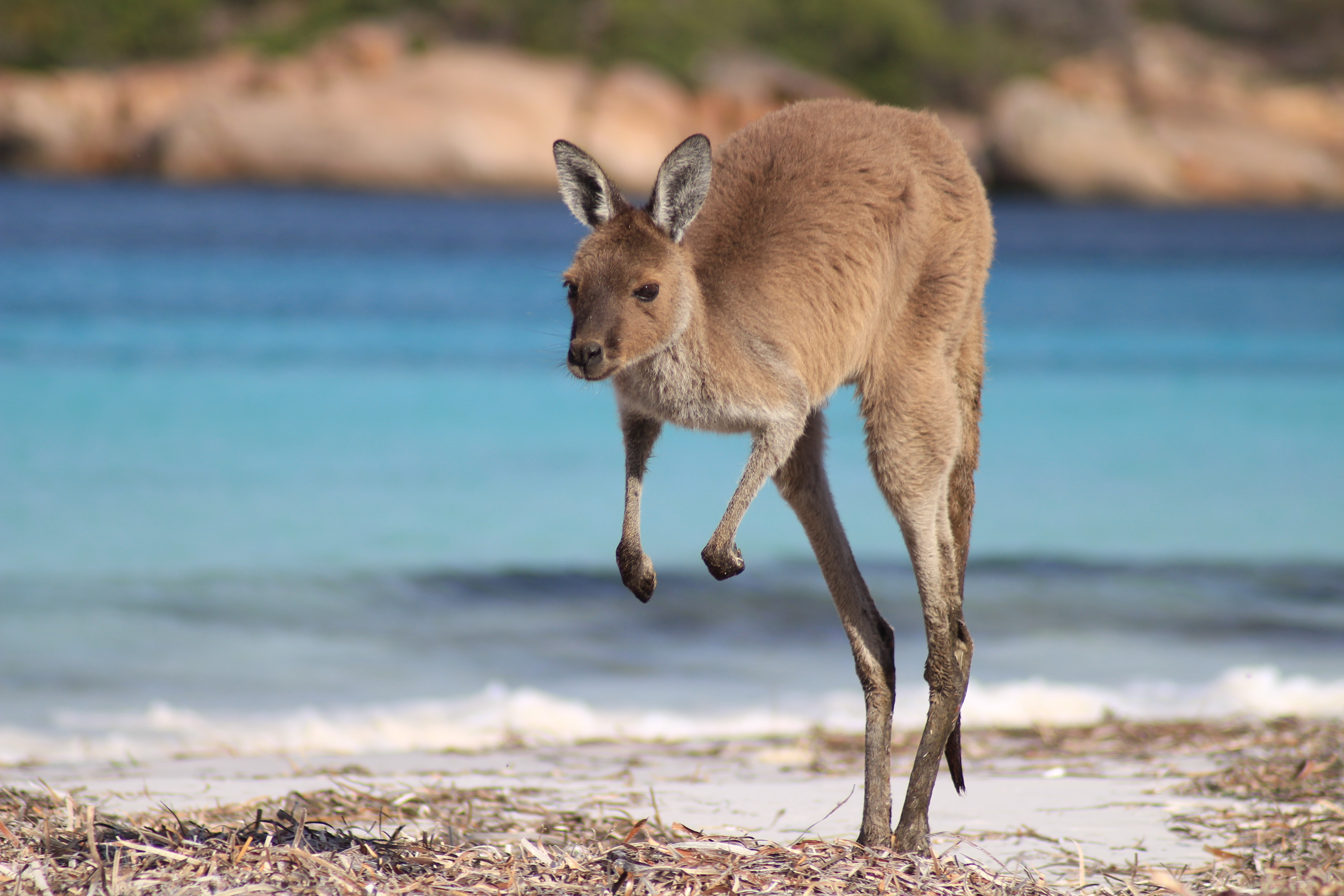 kangaroo.jpg