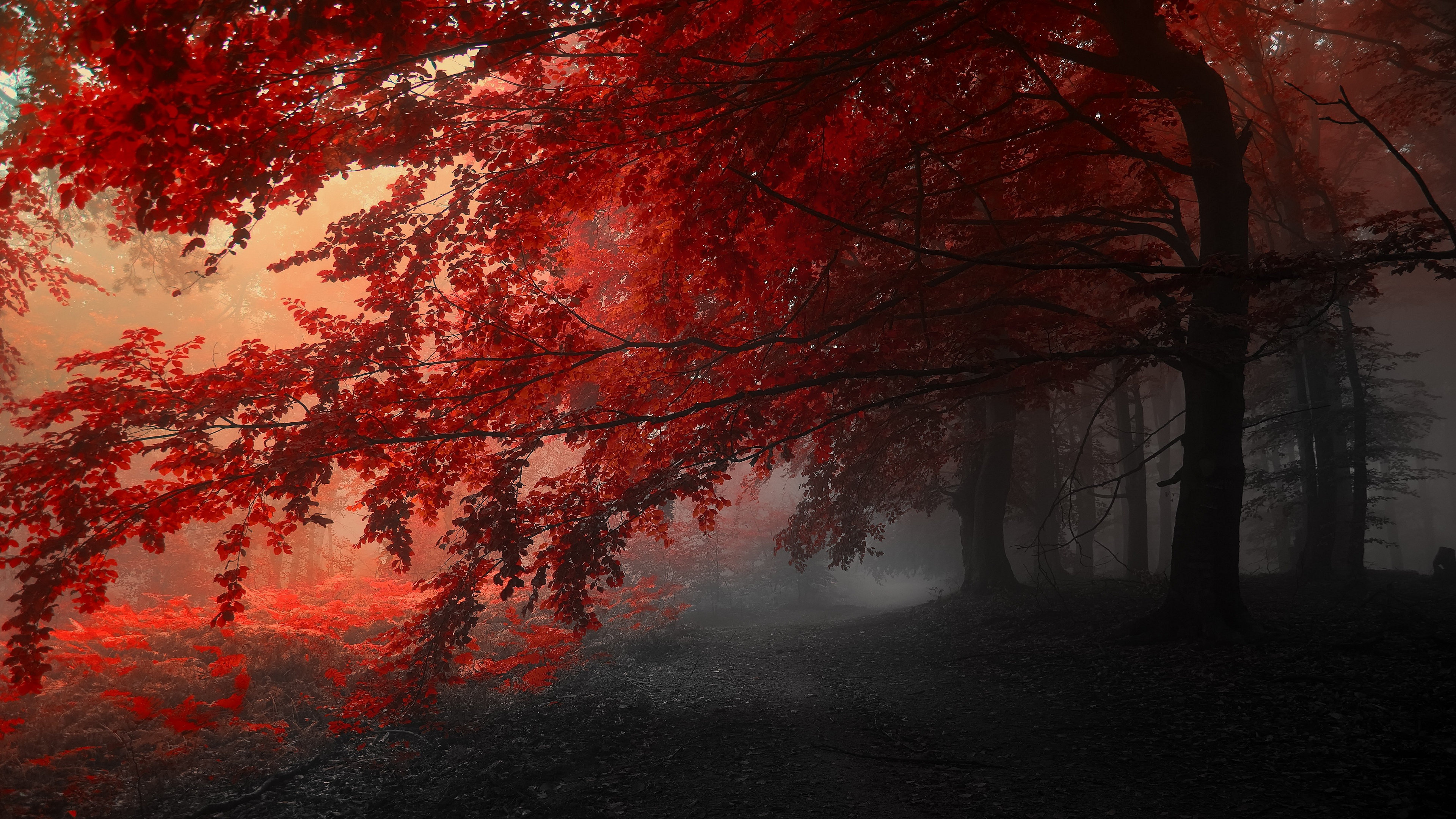 Autumn-Trees-Road-Fog-Landscape-.jpg