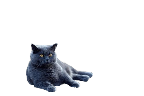 British_Shorthair.png