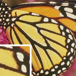 butterfly_GT.png