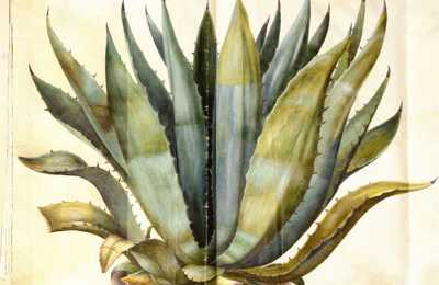 agave.jpg