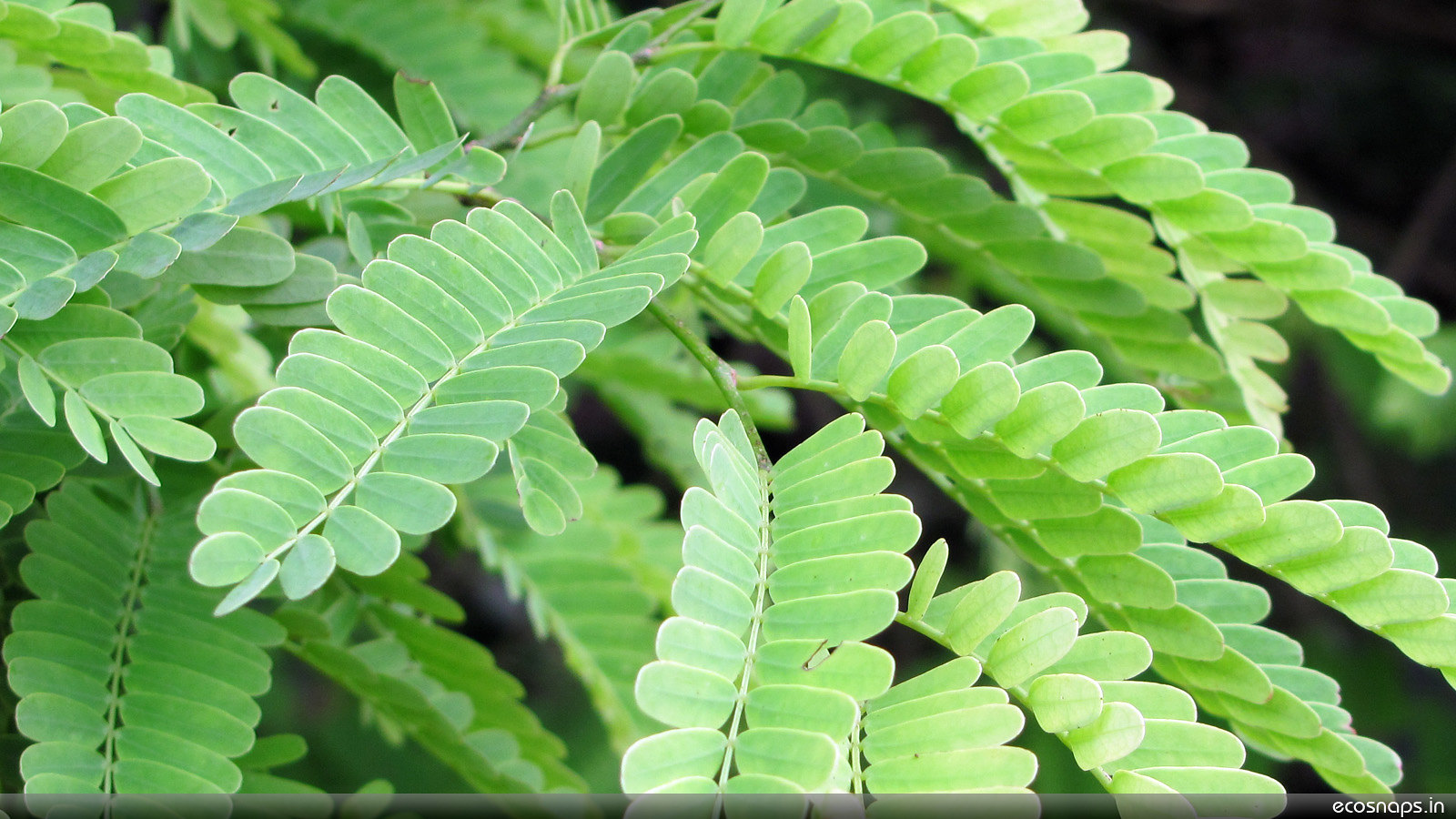 tamarind_leaves_Flicker_CC_BY_SA_2.0.png