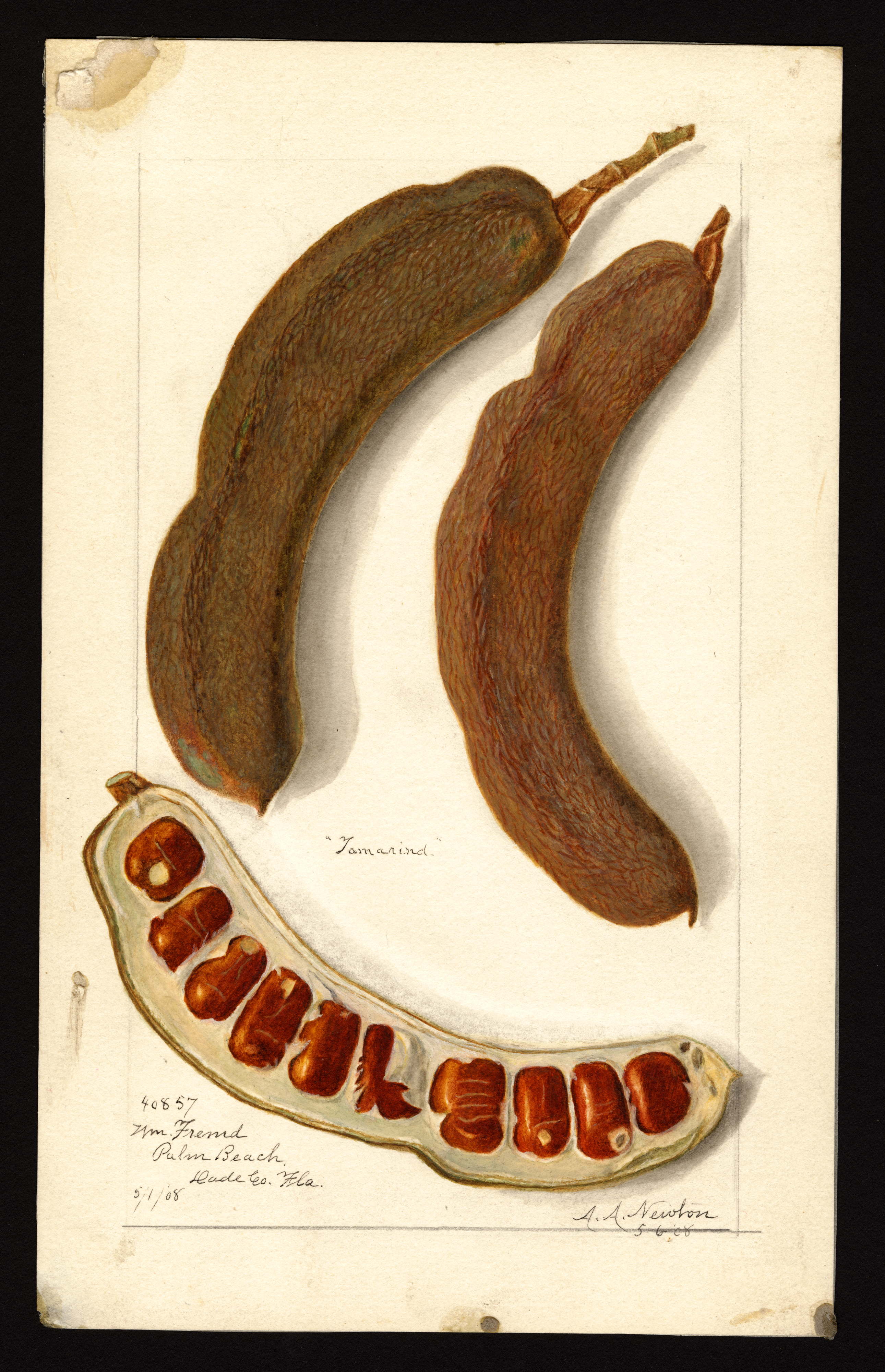 tamarind_pod_Nat_Ag_Lib_public_domain.png