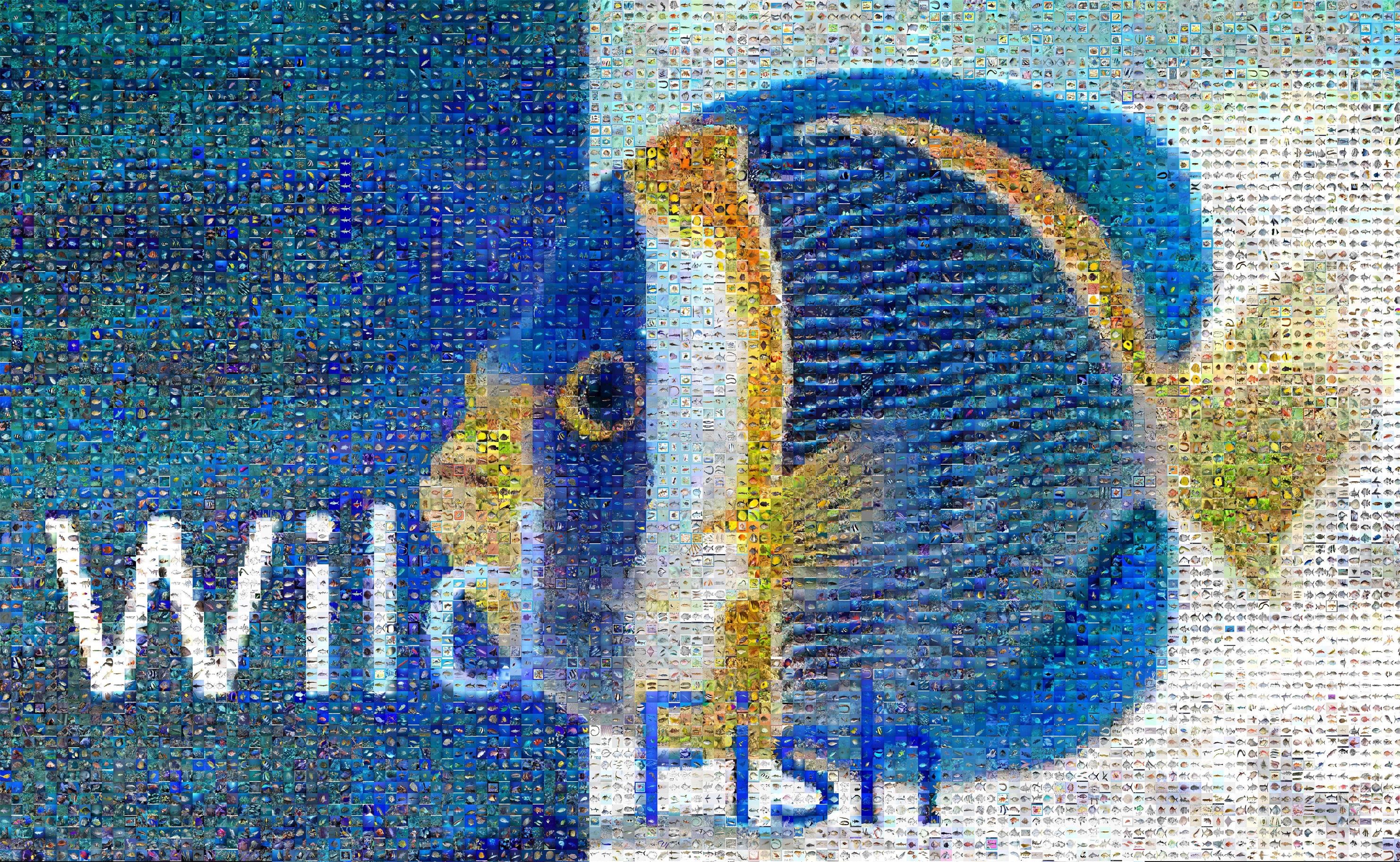 WildFish_cover.jpg