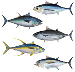 lots-of-tuna-fish.png