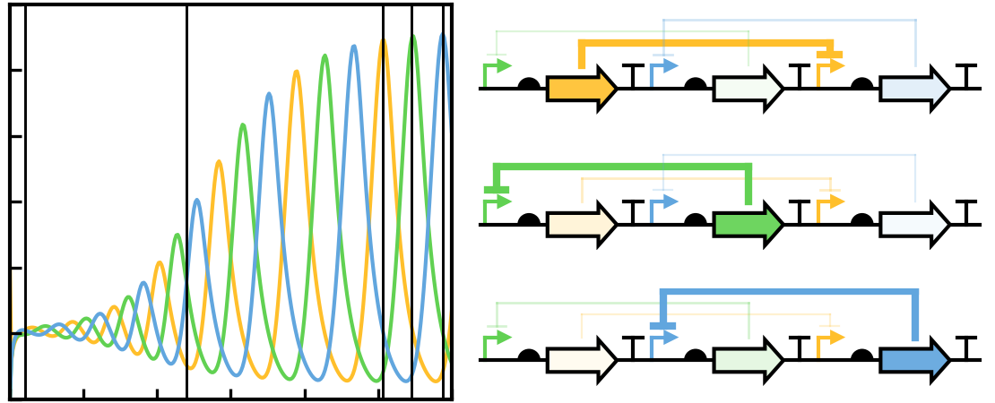 repressilator_fig.png