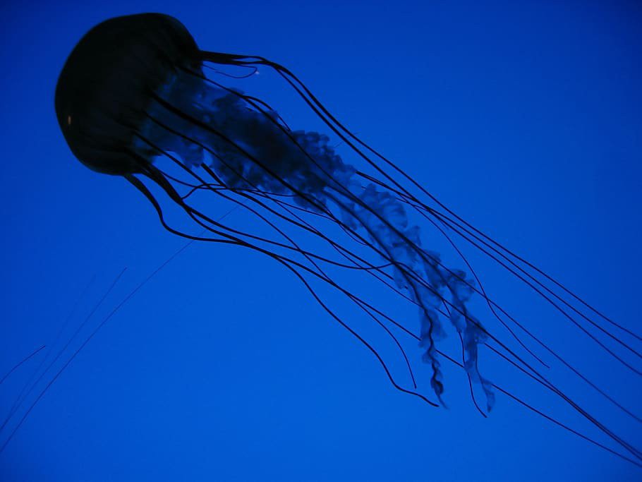 jelly-blue.jpg