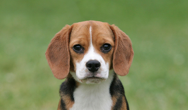 beagle.jpg