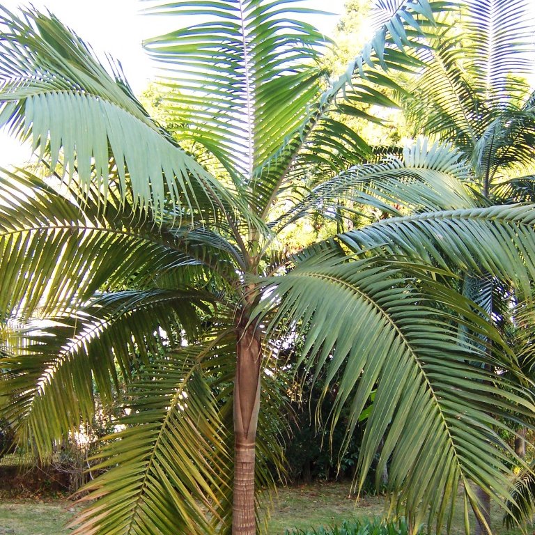 palm.jpg