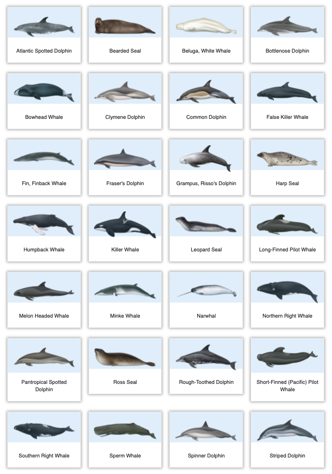 marine_mammal_animals.png