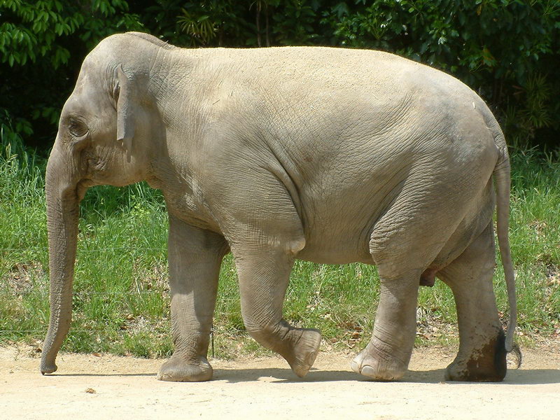 elephant.jpg