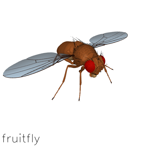 flybody-fruitfly.png