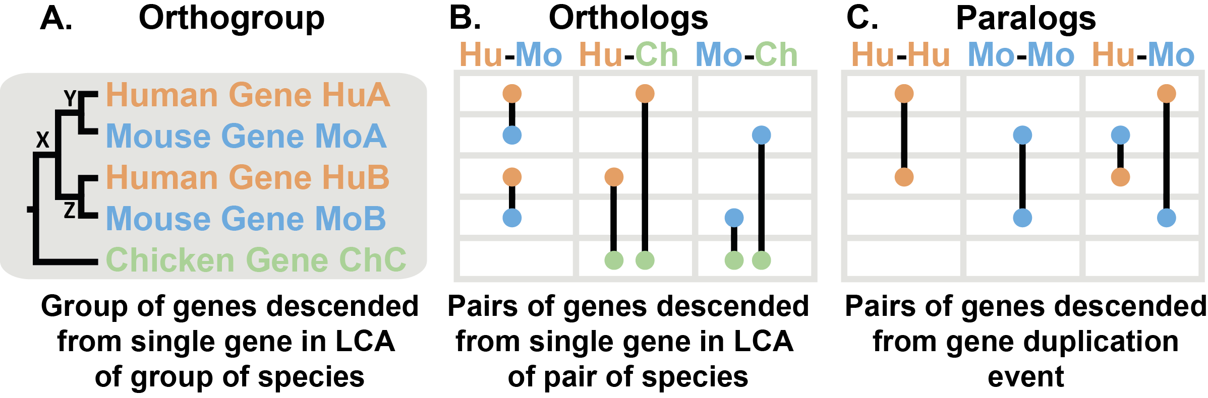 Orthogroups_Orthologues_Paralogues_v2.png