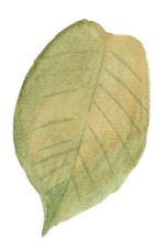 leaf.png