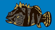 fish16.png