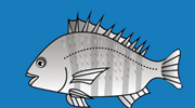 fish8.png