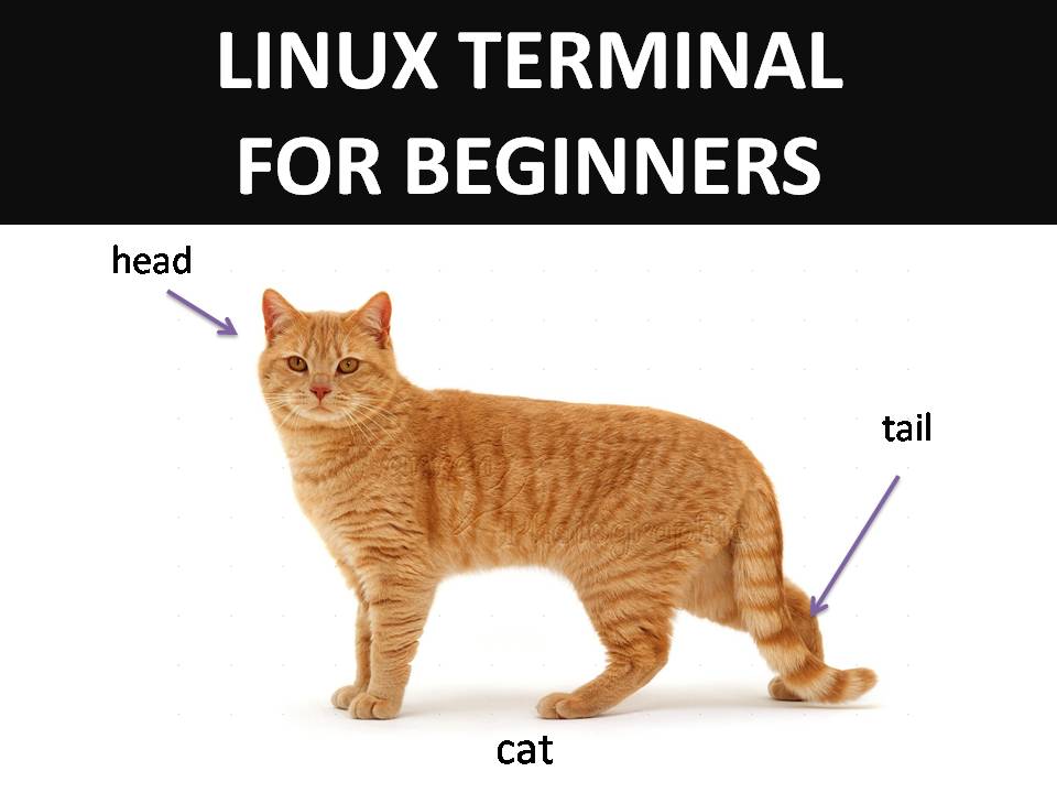 kitten-linux.jpg