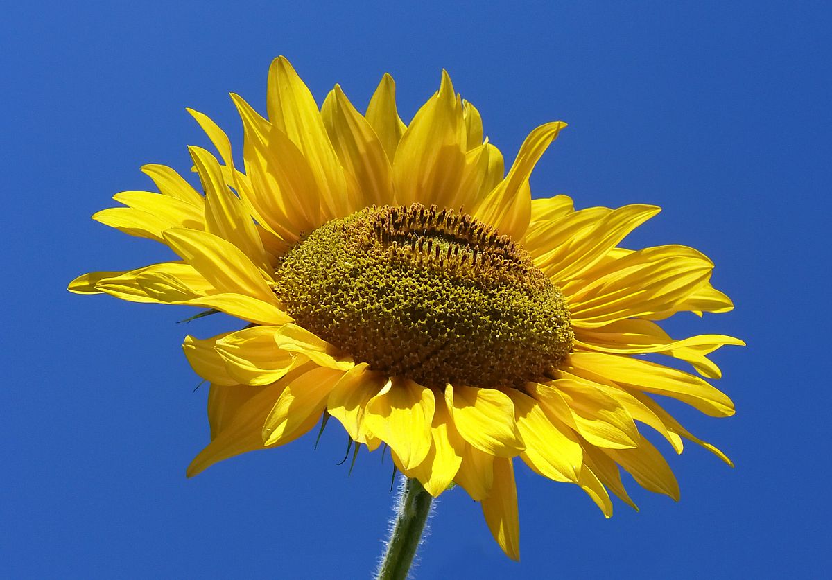 sunflower.jpg