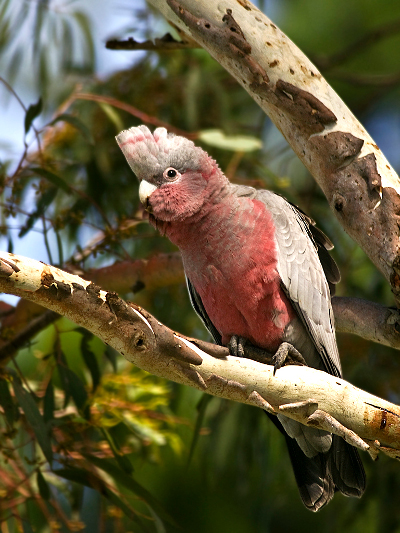 Eolophus_roseicapilla_-Wamboin,_NSW,_Australia_-juvenile-8.smaller.jpg